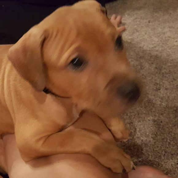 Meet your Posher, Linda - Picture 1 of 1